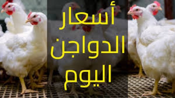 أسعار الدواجن اليوم: كم تبلغ أسعار البانيه والبيض؟