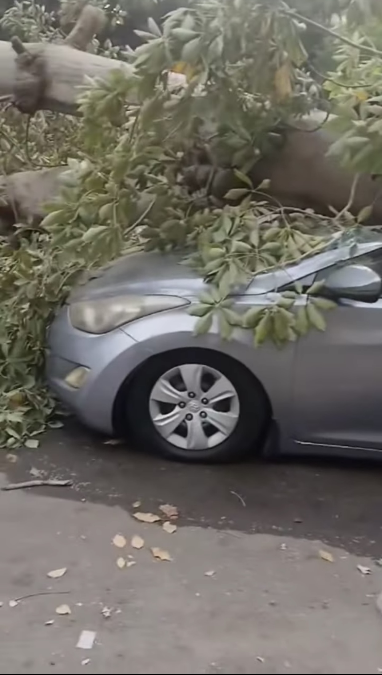أثر سقوط الشجرة