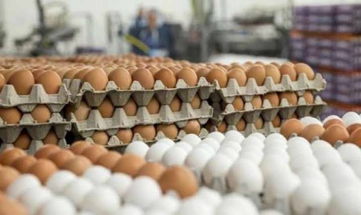 سعر كرتونة البيض