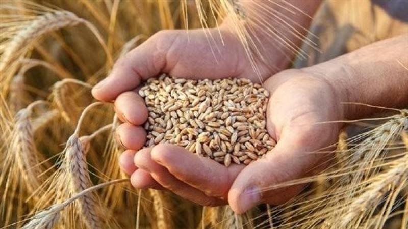 الطن بكام؟ .. سعر الارز الشعير اليوم السبت 18 أكتوبر 2025 في الأسواق