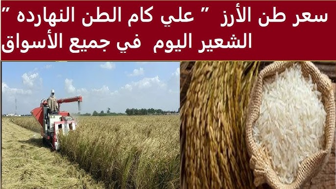“رفيع الحبة بكام” سعر طن الأرز الشعير اليوم الأحد 19 أكتوبر 2025 في الأسواق المصرية