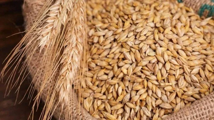 كم سعر طن الارز الشعير اليوم الاحد 19 أكتوبر 2025 في مصر